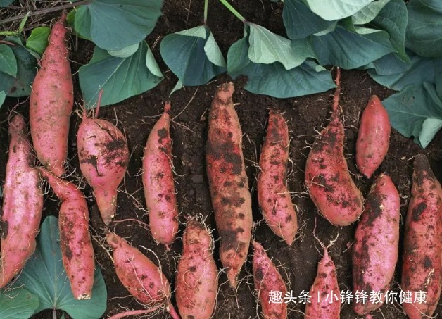 心脑血管病|提个醒吃红薯不能碰此物,吃了就是没病找病,现在知道还不晚