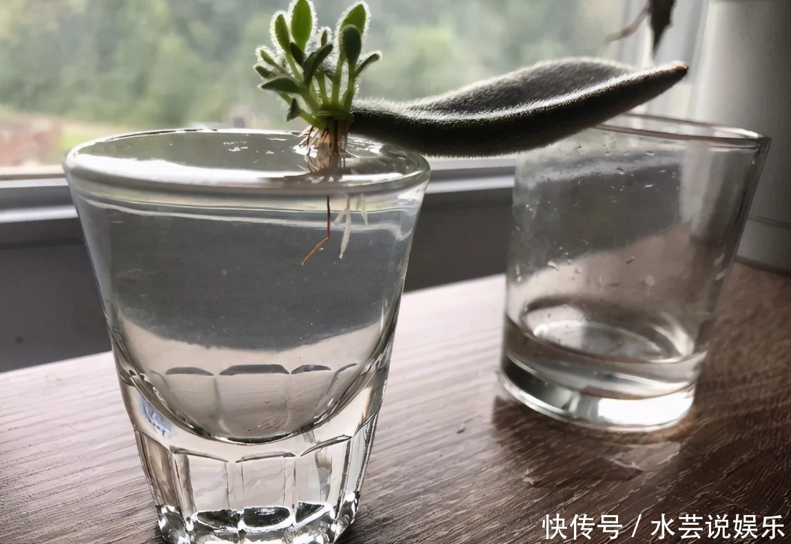 扦插讨喜的多肉,事前事后这么操作,成活率高很多