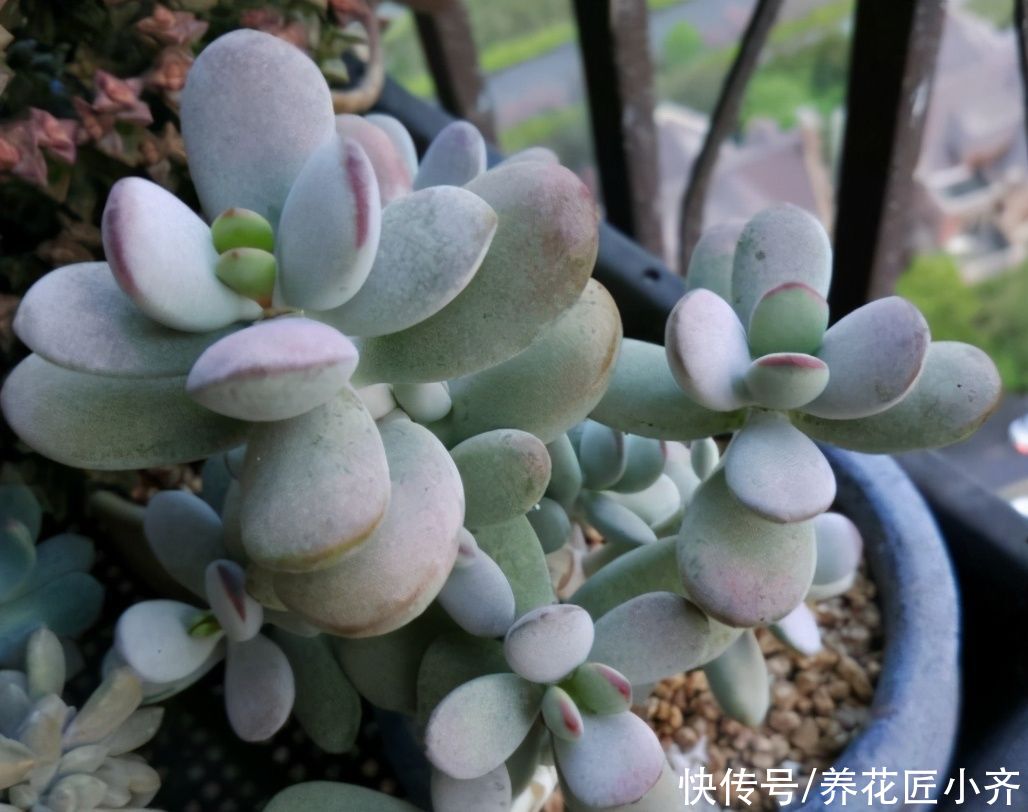 輕松|蚧殼蟲(chóng)夏季頻繁發(fā)生，教你2個(gè)方法，預(yù)防殺滅都輕松