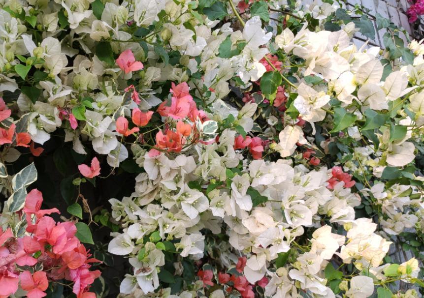 三角梅|30岁大叔劝侄女多养些三角梅,再懒都能养好,一年四季都能赏花