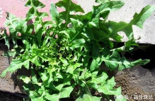 野菜|野菜中的养生之王,大城市花高价钱也难买,乡下却随处可见!