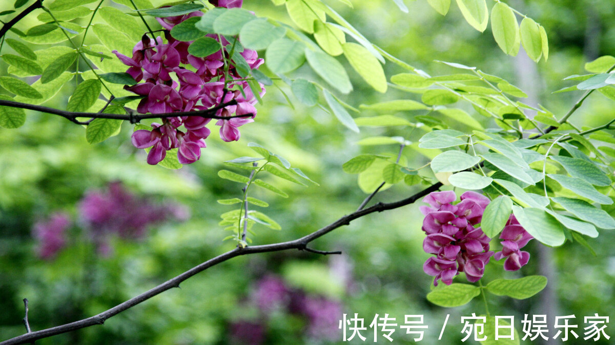 槐花|槐花颜色不同区别大，教你正确的挑选方法，学会不要乱吃了