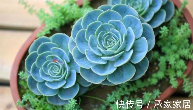 多肉|多肉玉蝶就是“懒胖子”，浇水越少长势越好，长成群生肉墩子