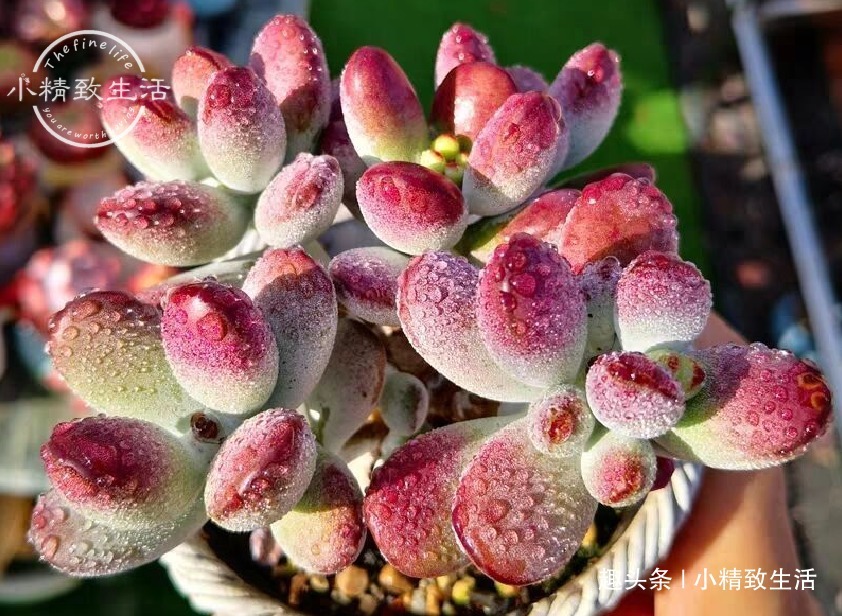 少犯这3错，浇水“反着来”，多肉才能健康生长，越养越胖