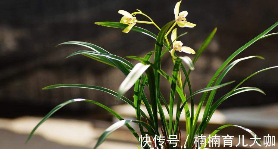 花友们|兰花缺“肥”会出现的症状,早点知道才能早“下药”,救命!