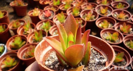 惊喜|秋天怎能不养多肉这4种多肉会“变色”,给点阳光就有惊喜