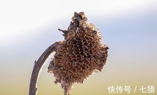 前程似锦|4天后，桃花飘飘，财运颇丰，慰你心安，蒸蒸日上，未来前程似锦