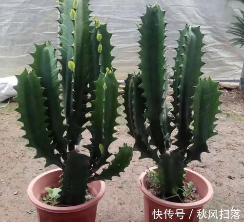 清新|客厅适合养树,好养又好看,空气更清新,新手也会养!