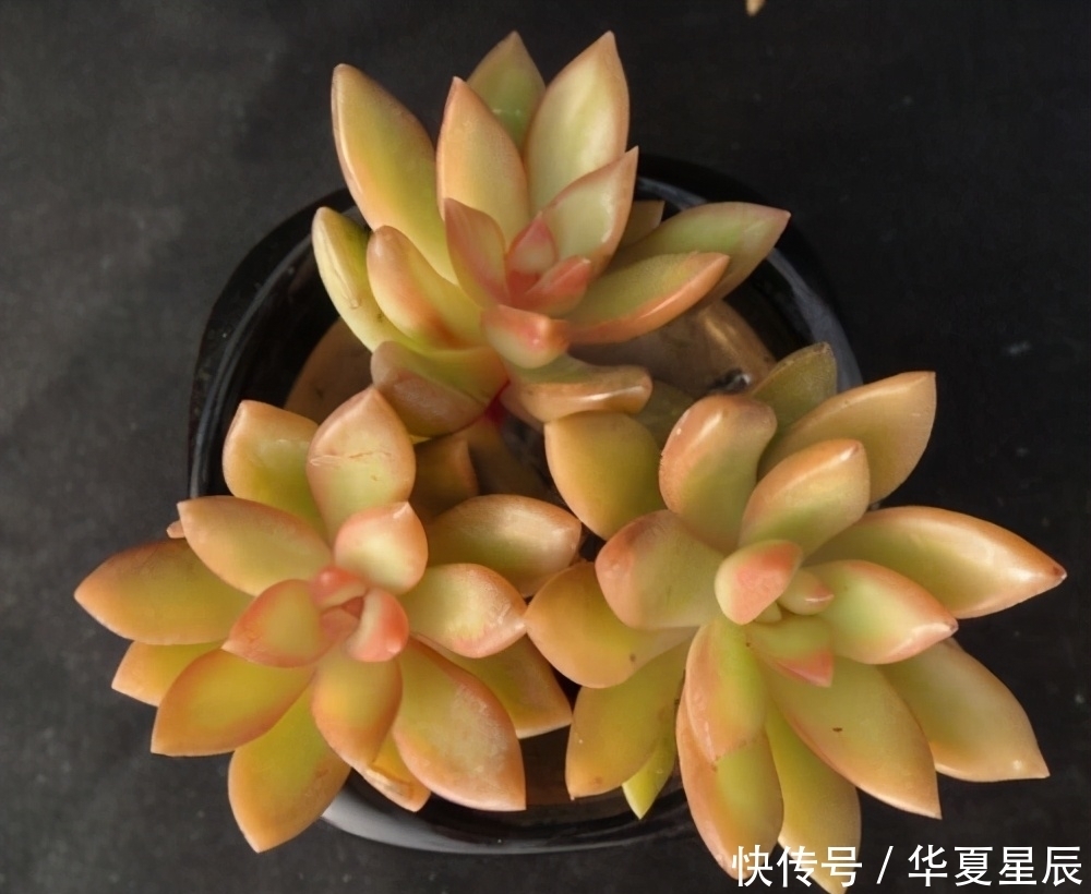 5种黄色系多肉，如玉般澄澈，颜色很独特，散发别样的美