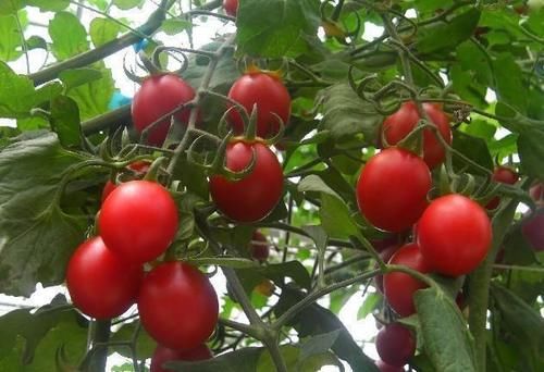 呵护|秋天养生正当时,多吃三种食物,呵护肌肤,延缓衰老,排毒养颜