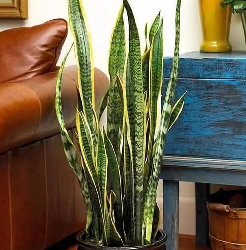 栽种虎皮兰如何四季常青多注意4点,比绿萝、吊兰更赏心悦目