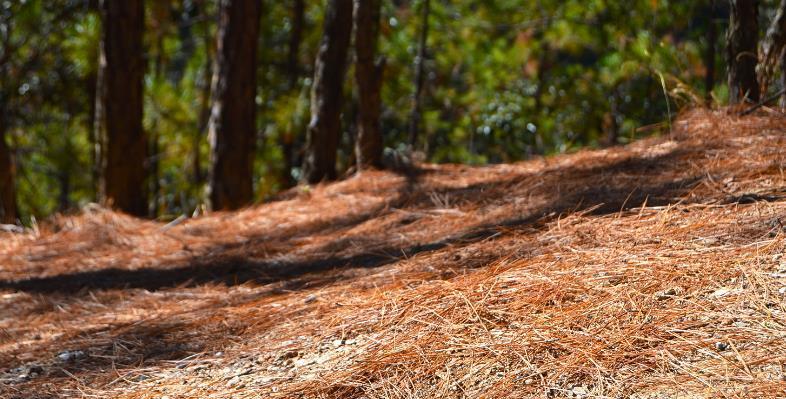 养花土不够透气,用上处理好的松针、河沙,养啥花根都长得壮