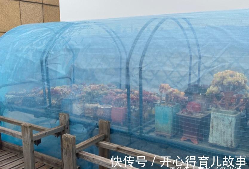 据说今年冬天很冷，大家的多肉准备好越冬了吗？未雨绸缪才安全哦