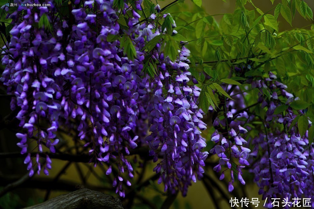  花朵|寓意“紫气东来”的5种花，养在家里“年年”都能开，太赞了