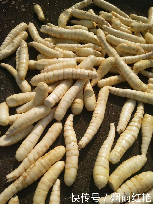 长得像螺丝钉,功效可比肩人参,冬季正当食,煲汤效果好
