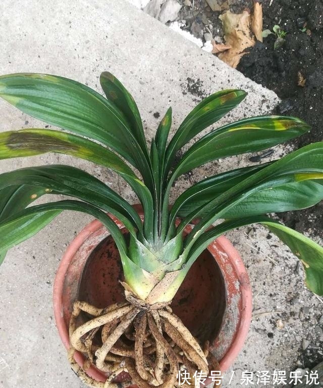 药水|君子兰“烂根”别扔了，1种药水泡一泡，20天生根，长得更旺