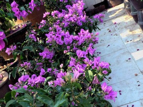 南方栽花赏花当首选三角梅,盆栽催花,用上3技巧轻松搞定