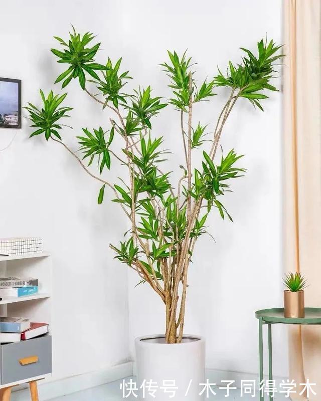 客厅养花就选这六种,寿命长、寓意好,省心又好养,你家养了几种