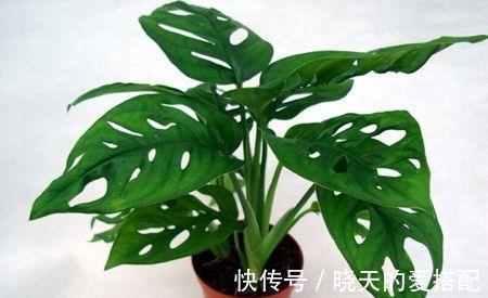 养殖|龟背竹有毒吗可以放在室内养吗,家中养殖龟背竹需要注意哪些事项