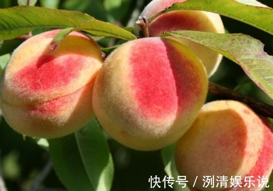 可湿性粉剂|桃子润肠通便、改善便秘,如何种出优质高产的桃子,重点掌握四点