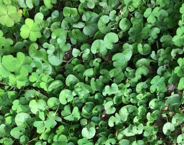 凉拌|65种野菜图片,带你认识不同的野菜和吃法,你想要的野菜这里都有