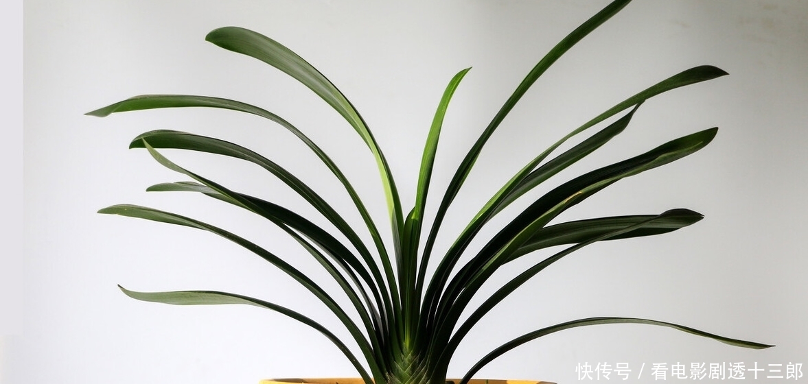 最适合送人的七种花,亲戚朋友见了都喜欢,花多又漂亮,还便宜