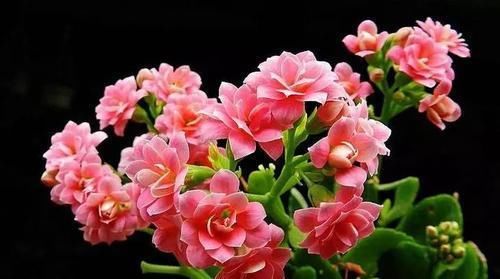 长寿花最爱喝一口“它”，喝一次花苞满枝头，美极了