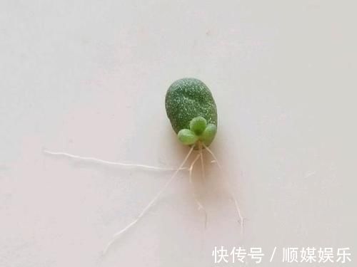 养多肉坚持很重要，都说很丑的龟之卵，六年时间变悬崖桩，真好看