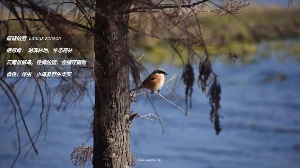 设计师|远方不远，诗在眼前，设计师带你解锁生态廊道观景“新看点”