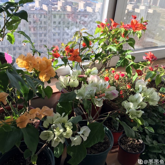 浇水|三角梅只长叶子不开花，赶紧剪一刀、虐一虐，花呼呼全开！