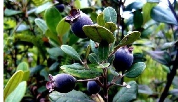 山棯子|每天当零食吃几颗,能美容养颜,养血止血,手脚不再冰凉