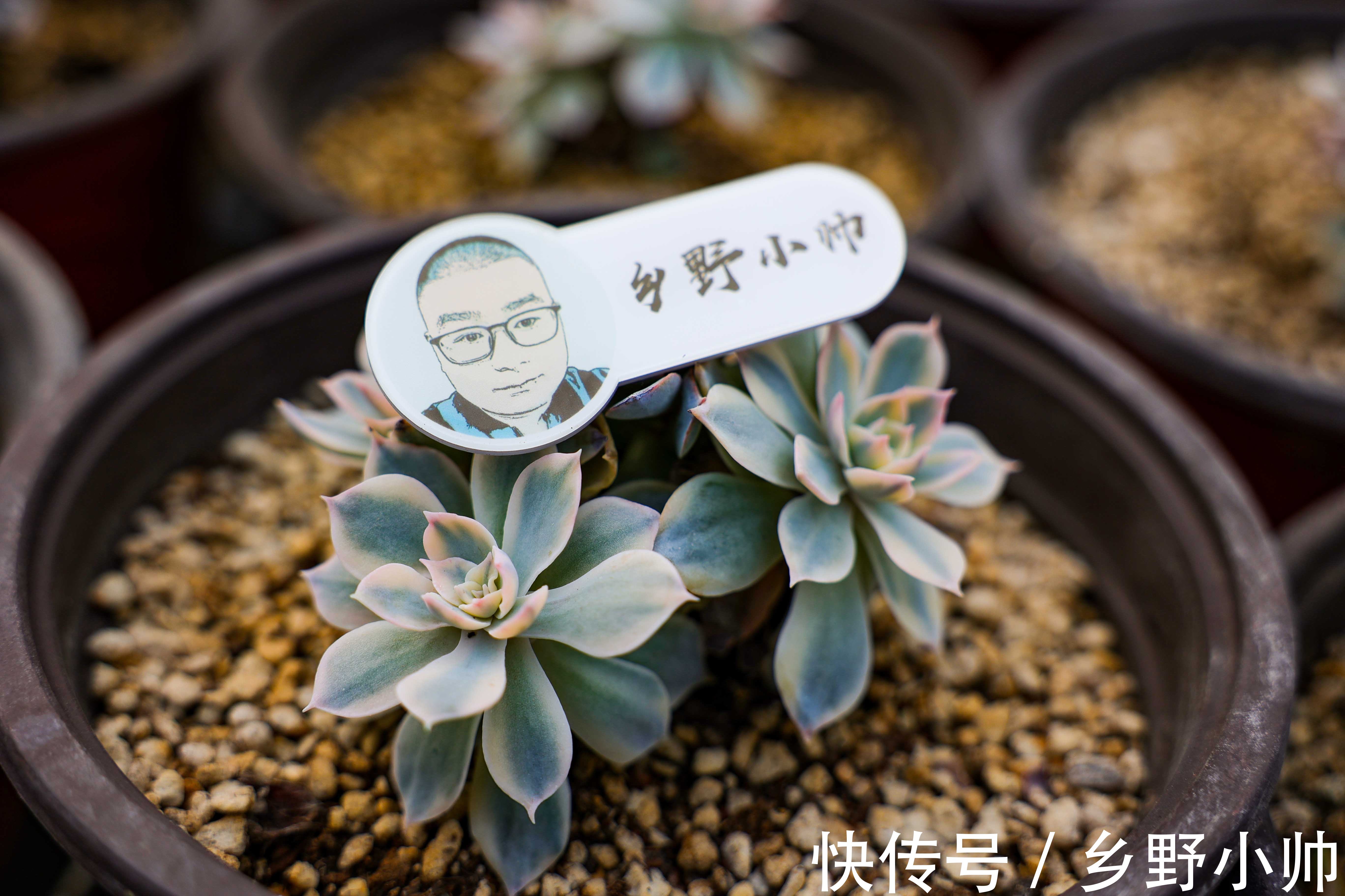 视频引发热议,小帅介绍皮氏锦正确养护姿势 ,四季都在生长的多肉