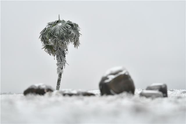 仙境|百里杜鹃，一下雪就美成仙境~