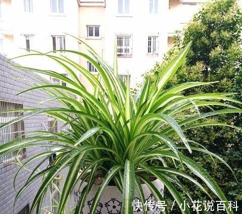 吊兰叶片细长易折断改正几个“小动作”，叶片绿油油，疯长不停！