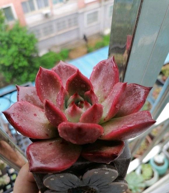 气温太高多肉容易死，赶紧停止浇水，高温加上浇水，多肉肯定死