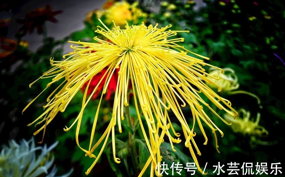 菊花|只需五个步骤,轻松让菊花四季都开花,爆盆不断,枝繁还叶茂!