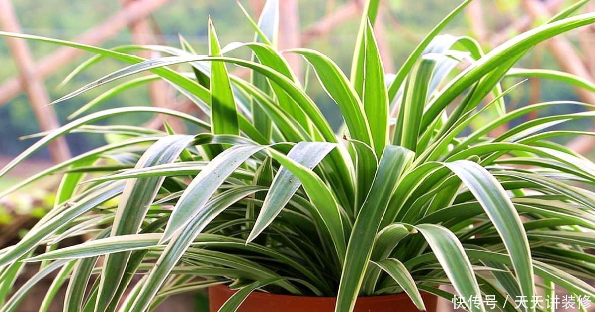 4种耐阴花,光照不好这么养,依然长得好