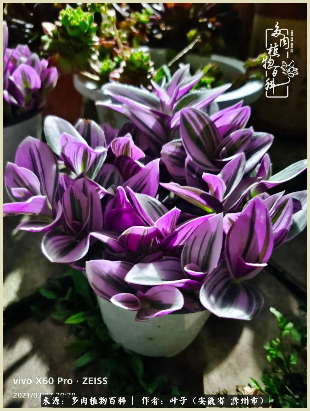 多肉相伴的美好时光,对多肉已是痴迷入骨!