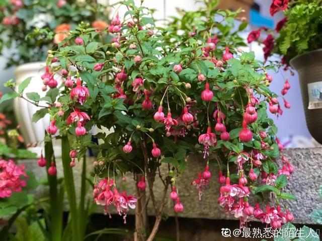 雨水|10种不能淋雨的花，淋完雨就死，盆栽养花注意事项