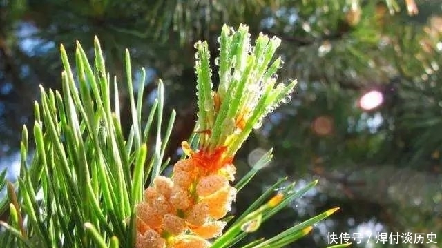 烟雨夜读 扁舟莫向芦边宿,夜半西风有雁声