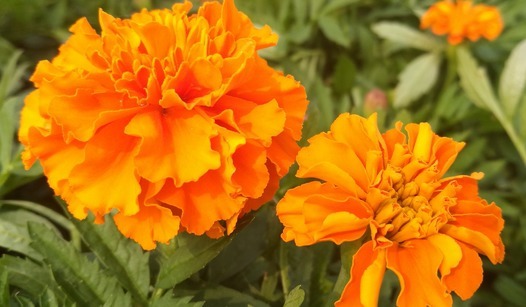 养花不妨试试这些花草,好养易爆盆,放在客厅散发阵阵清香