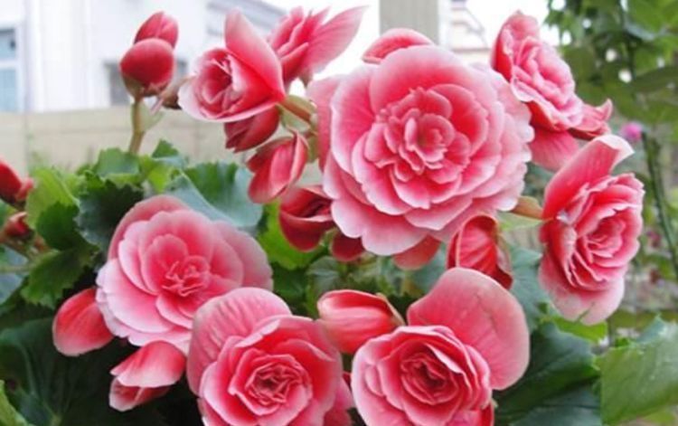 漂亮|邻居逛花市,只买这“3种花”,开花漂亮又好养,越养越上瘾