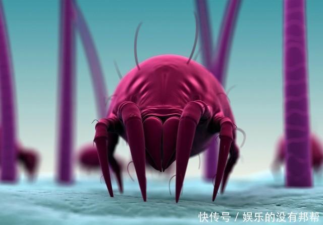 尘螨|隐藏在家里的过敏原,也会让孩子出现过敏反应:咳嗽、打喷嚏