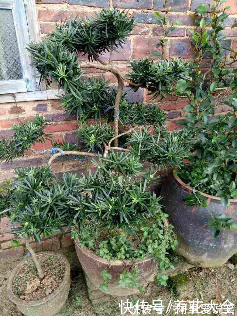 家里有老人,就养一盆罗汉松,寓意健康长寿