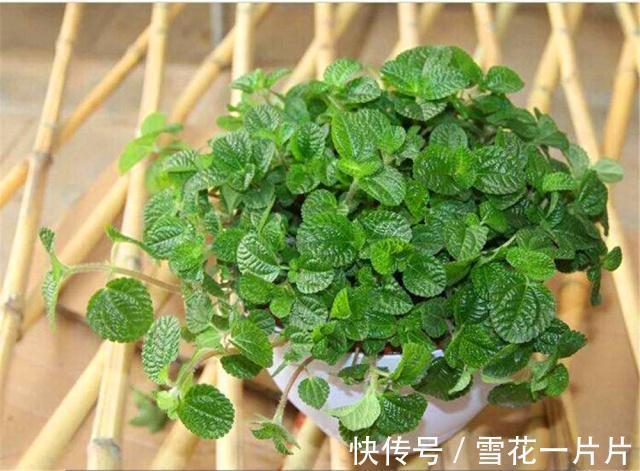 10个人有9个人不喜欢“4种花”,殊不知,都是除螨、杀菌“高手”