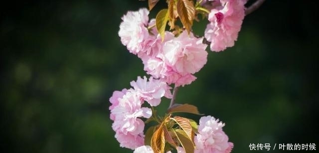 芳菲四月，繁花依旧