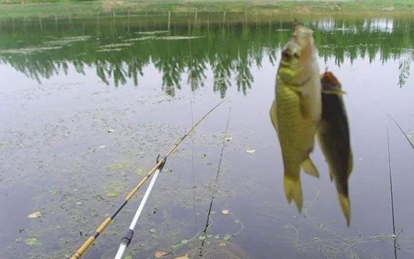 秋季4种神钓位,找到就能爆护,比夏天钓的都过瘾!