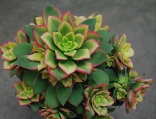  条件|别抱怨多肉难养了，养好多肉只需要一个条件