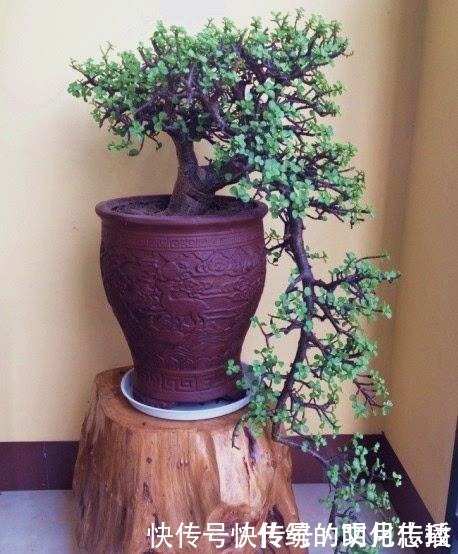 桂花|此花能当“传家宝”,一样就是几十年,老桩粗、叶子密!