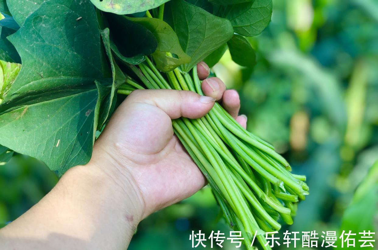 秋天|入秋以后,大鱼大肉靠边站,多吃“秋日五宝”,应季而食安稳过秋